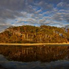 Coastal Forest