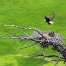 eagles