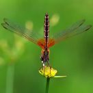 Dragon - Flower