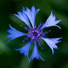 Cornflower
