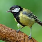 Great Tit (Parus major)
