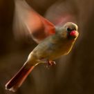 Flight of the Cardinal