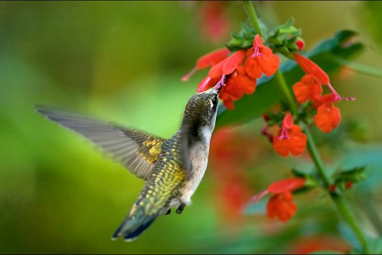 Pollinator