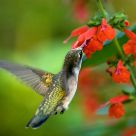 Pollinator