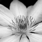 In full bloom