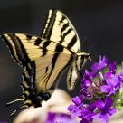 Swallowtail Butterfly