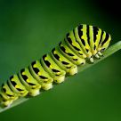 Caterpillar