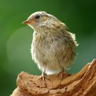 Juvenile Dunnock (Prunella modularis)