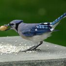Hungry Jay