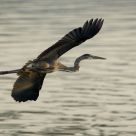 Heron at dawn