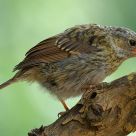 Juvenile Dunnock (Prunella modularis)