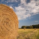 Of straw and man