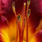 Pollen