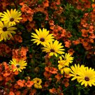 Yellow and Orange