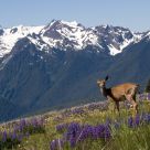 The Deer's Domain