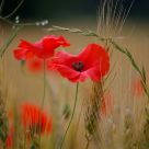 ..countryside colors..