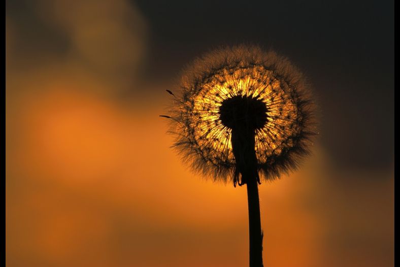 Dandelion