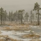Winter marsh
