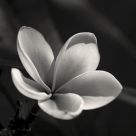 Frangipani