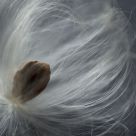 Furry Seed