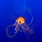 Abstract Jellyfish