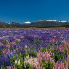 Field of Flowers