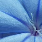 Blue Texture