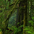 Forest Scene