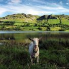 Ireland