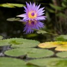 Water lily
