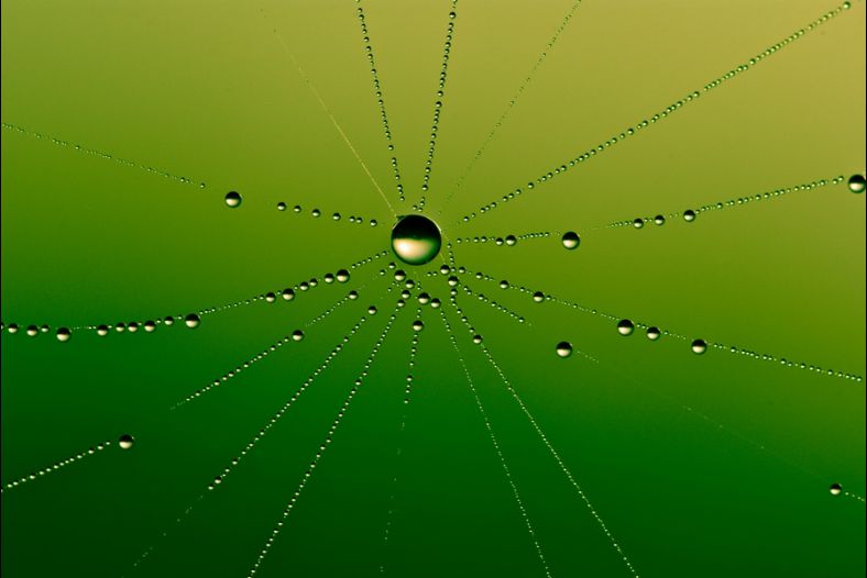 Dewdrops