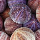 Urchin Shells