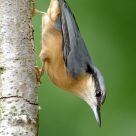 Eurasian Nuthatch (Sitta europaea)