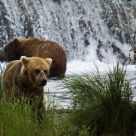 Grizzly Bears at Brooks River