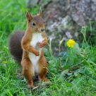 European Red squirrel