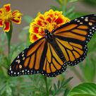 Monarch Butterfly - Female