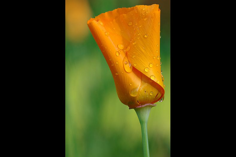 California Poppy