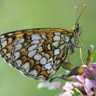 Mellicta athalia