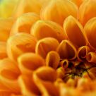 Dahlia