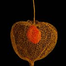 pawn plant