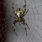 Spider in morning