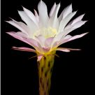 Jack's White Cactus