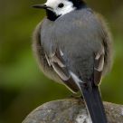 Motacilla alba