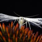 White Plume Moth