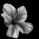 Monochrome
