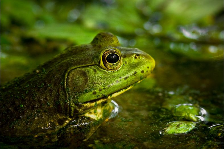 Froggy Froggy Frog Frog