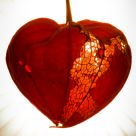 Broken Heart
