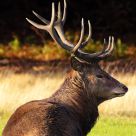 Richmond stag