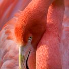 Greater flamingo