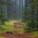 Forest Path